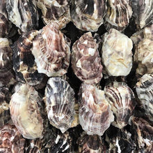 Load image into Gallery viewer, Native Cornish Oysters By The Dozen
