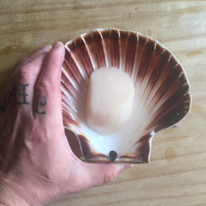 Large Orkney scallops
