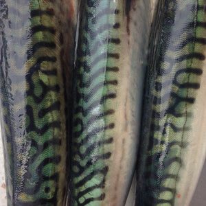 Fresh Cornish mackerel